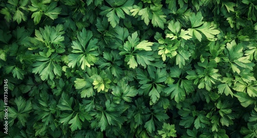 Lush green leaves creating a vibrant natural pattern on a sunny day in a garden