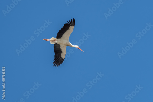 Stoch fliegt beu blauen Himmel in Spanien photo