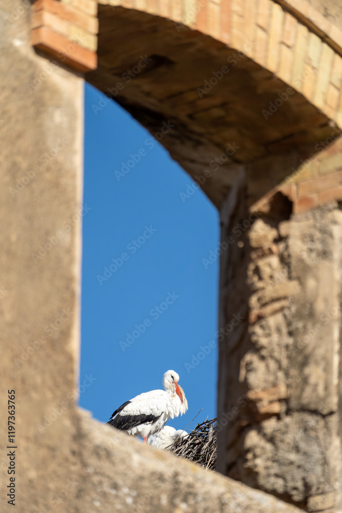 Storch, Störche sitzen auf ihren Nestern auf einem alten Haus in Spanien Storch, Störche sitzen auf ihren Nestern auf einem alten Haus in Spanien