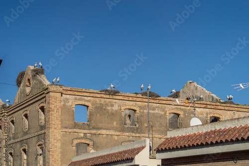 Storch, Störche sitzen auf ihren Nestern auf einem alten Haus in Spanien
