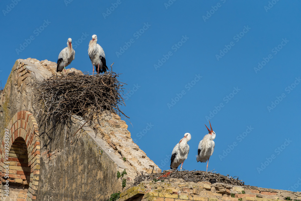 Storch, Störche sitzen auf ihren Nestern auf einem alten Haus in Spanien