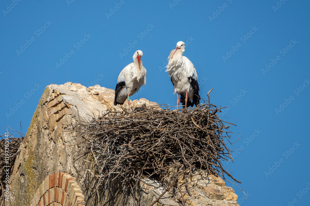 Storch, Störche sitzen auf ihren Nestern auf einem alten Haus in Spanien
