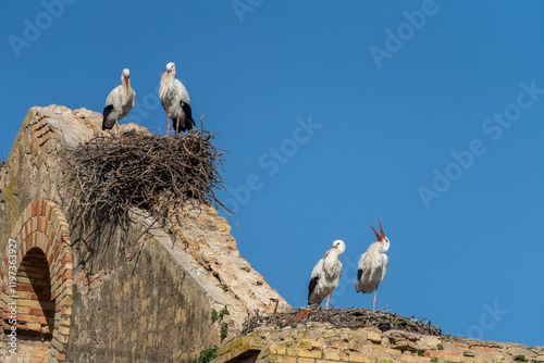Obraz na płótnie Storch, Störche sitzen auf ihren Nestern auf einem alten Haus in Spanien w salonie