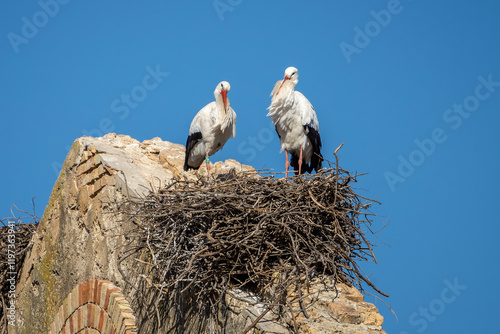 Obraz na płótnie Storch, Störche sitzen auf ihren Nestern auf einem alten Haus in Spanien w salonie