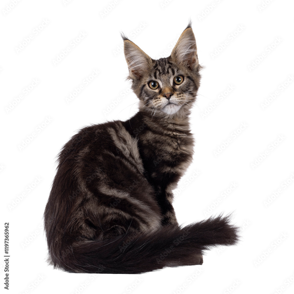 Fototapeta premium Pretty black tabby blotched Maine Coon cat kitten, sitting backwards. Looking over shoulder towards camera. Isolated cutout on a transparent background.