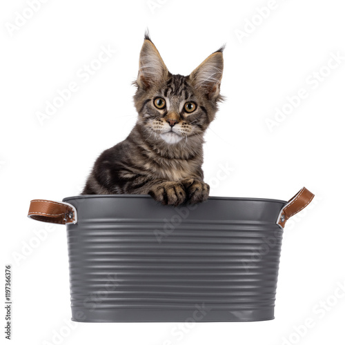 Pretty black tabby blotched Maine Coon cat kitten, sitting in metal bucket. Looking towards camera. Isolated cutout on a transparent background. photo