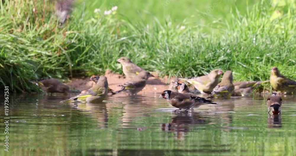 European Greenfinch and Goldfinches bathing in a pond, Somme, France European Greenfinch and Goldfinches bathing in a pond, Somme, France
