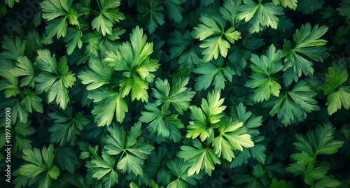 Lush green leaves creating a vibrant natural pattern on a sunny day in a garden