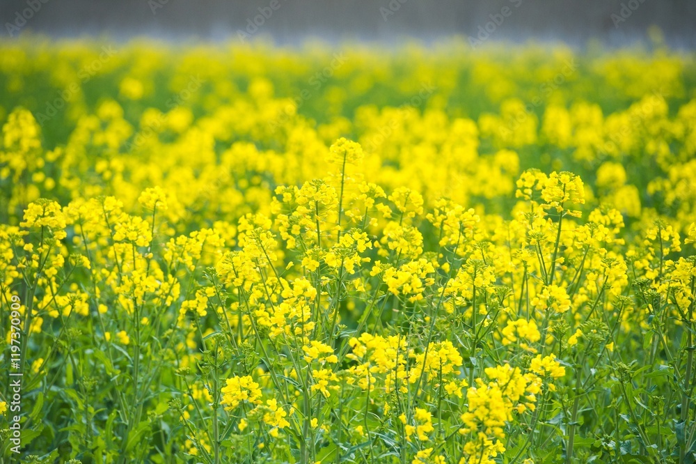 Bright yellow rapeseed flower field in full bloom under clear sky during sunny day Bright yellow rapeseed flower field in full bloom under clear sky during sunny day