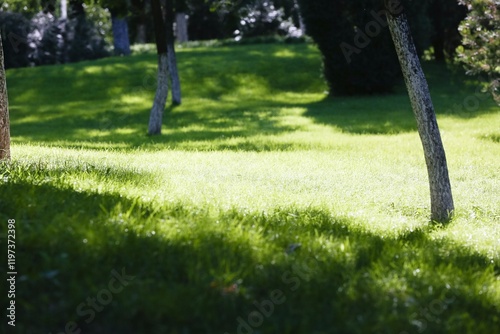 Billede på lærred Vibrant green lawn under the shade of flourishing trees in a tranquil garden set