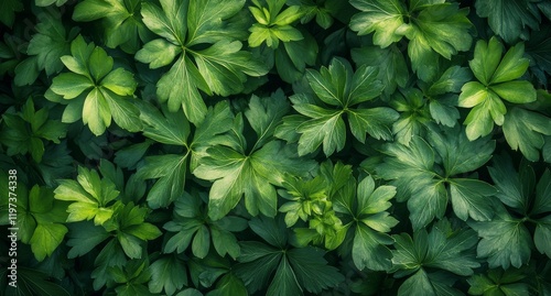 Lush green leaves creating a vibrant natural pattern on a sunny day in a garden