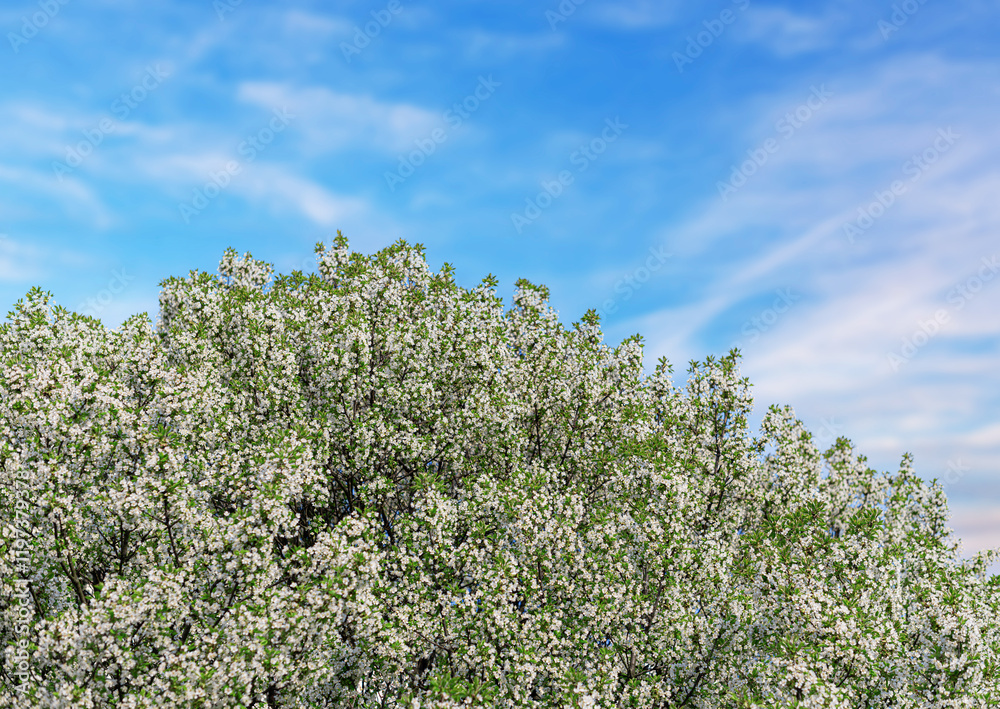 Blooming spring tree against a blue sky.