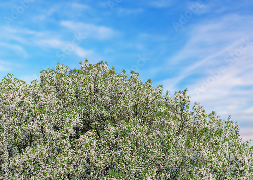 Obraz na płótnie Blooming spring tree against a blue sky. w salonie