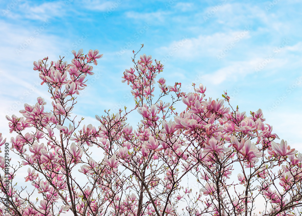 Blooming magnolia tree against a blue spring sky. Blooming magnolia tree against a blue spring sky.