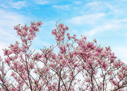 Obraz na płótnie Blooming magnolia tree against a blue spring sky. w salonie