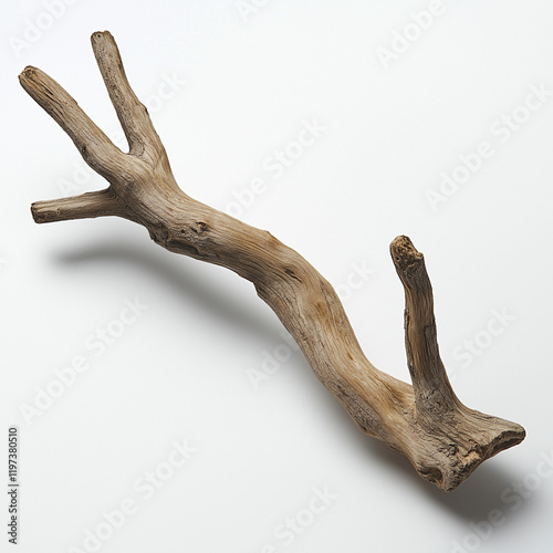 beautiful dry branch of tree isolated on white background, close up