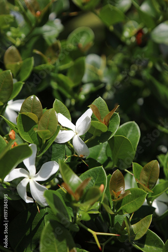 Closeup of Natal Plum blooms, New South Wales Australia
 photo