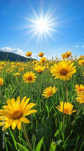 Vibrant yellow daisies blooming in a mountainous landscape on a sunny day