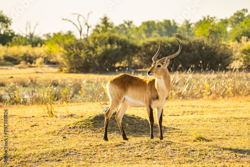 Common Impala horned male portrait in Kruger National park, South Africa ; Specie Aepyceros melampus family of Bovidae photo