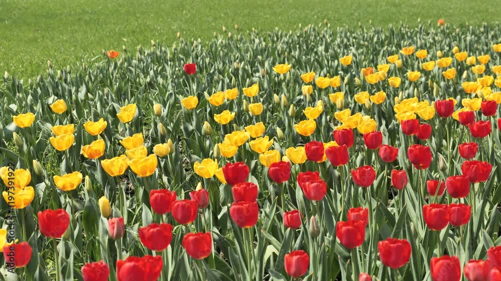 A field of different colour tulips. Spring flowers, west lake Hangzhou China. High quality 4k footage