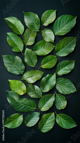 Varied green leaves arranged artistically on a dark background showcasing nat...