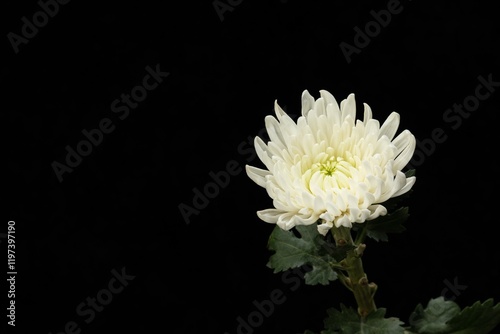 Cuadro en lienzo Chrysanthemum still life featuring white flowers during Qingming Festival celebr