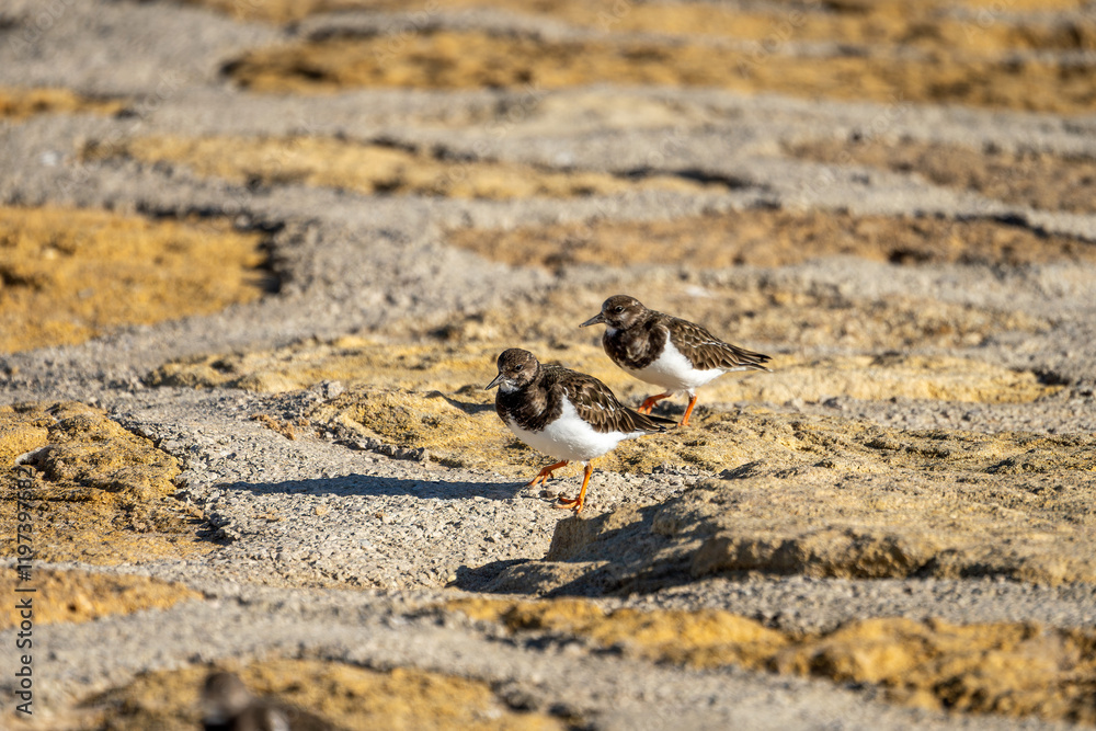 Steinwälzer (Arenaria interpres) Vogelart / Schnepfenvogel am Strand von Rota in Spanien