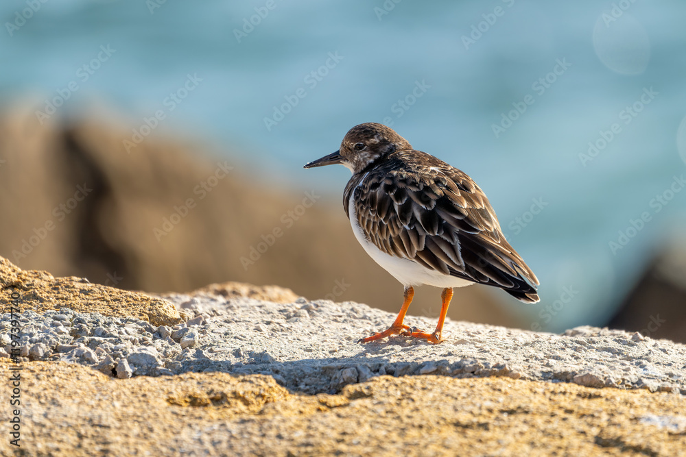 Steinwälzer (Arenaria interpres) Vogelart / Schnepfenvogel am Strand von Rota in Spanien