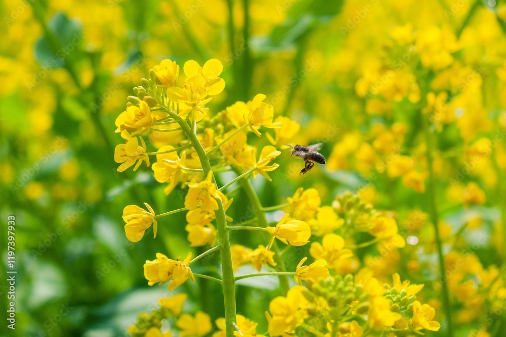 Canola flowers bloom vibrantly as bees gather nectar in a thriving field during springtime Canola flowers bloom vibrantly as bees gather nectar in a thriving field during springtime