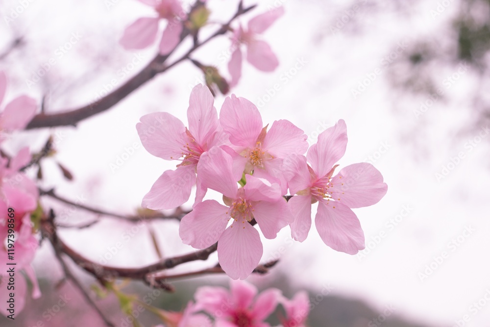Obraz premium Cherry blossoms in full bloom during spring create a serene atmosphere in a tranquil environment