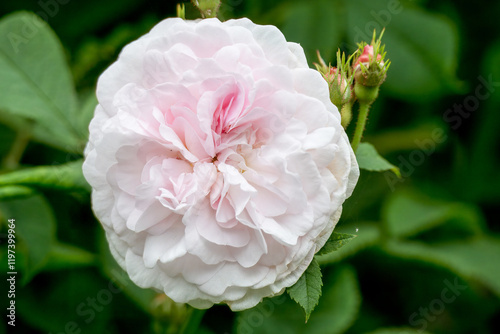 close up of a pretty pale pink rose