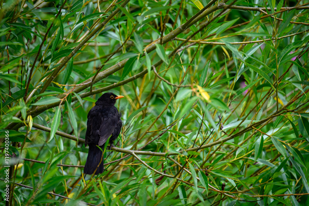 male Blackbird Turdus merula perched in a tree male Blackbird Turdus merula perched in a tree