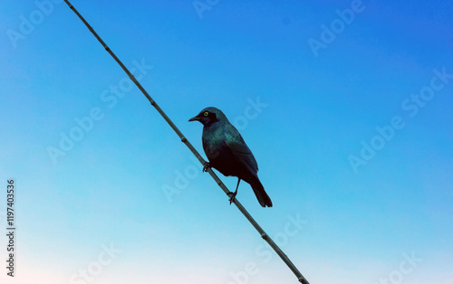 Cape glossy starling standing isolated on blue sky, South African savanna photo