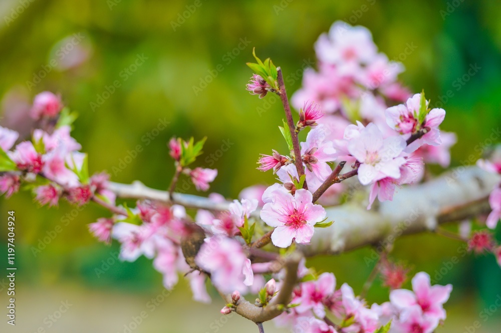 Obraz premium Delicate pink peach blossoms blooming in spring sunlight against a soft green background