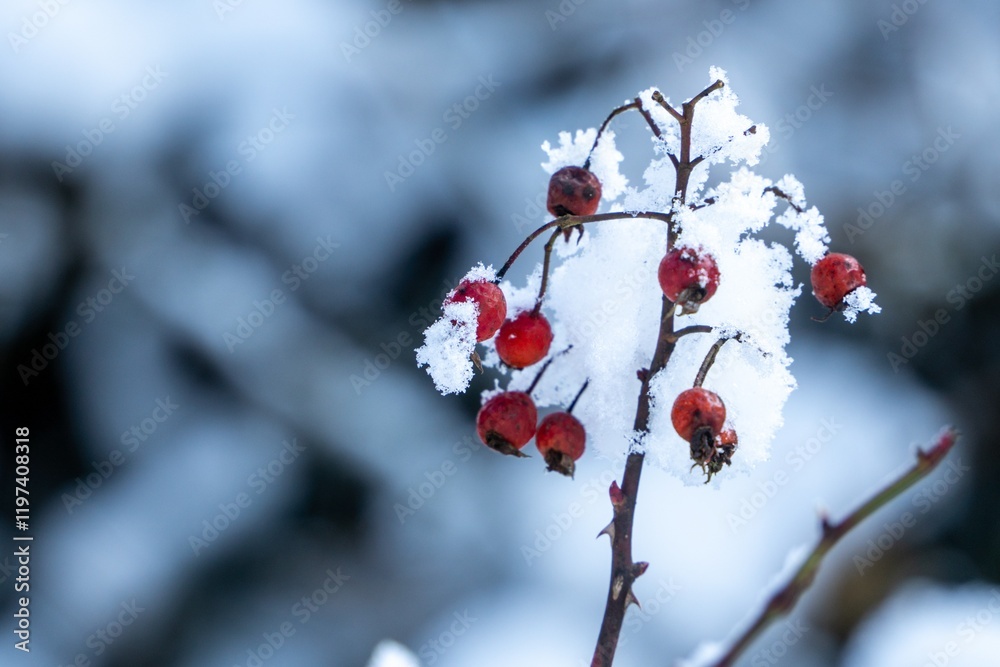 Hawthorn berries covered in ice and snow during a winter frost