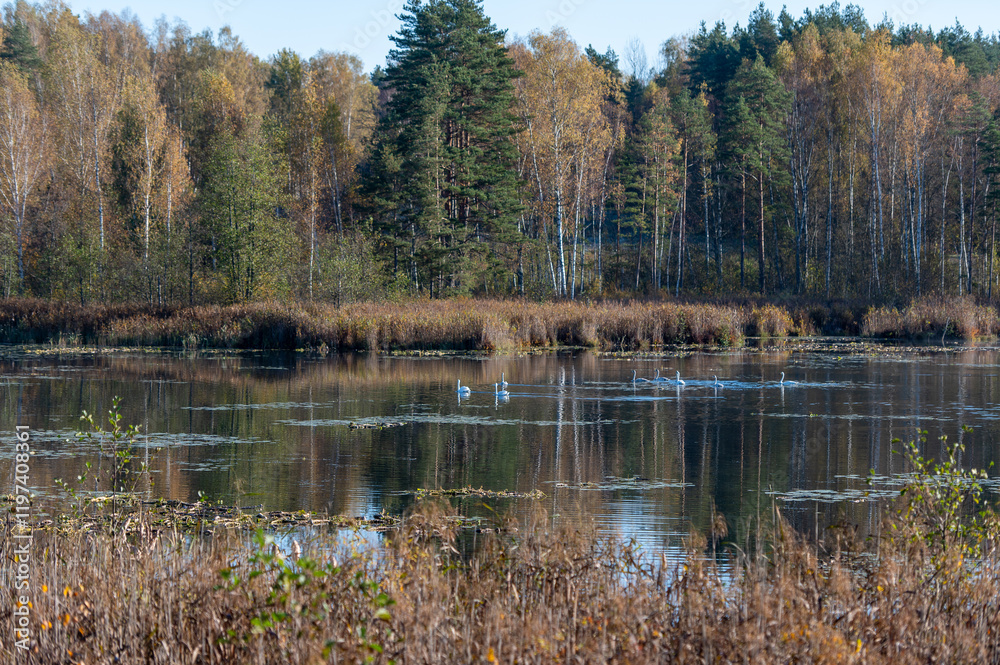 Obraz premium Autumn landscape with white swans on a forest lake