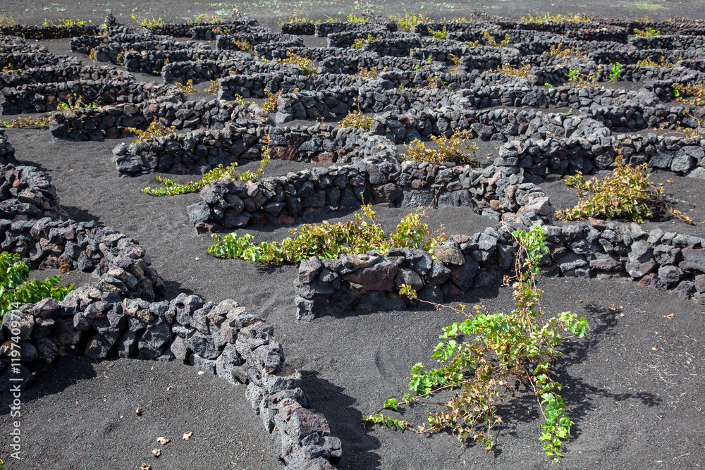Φωτογραφία Op het Canarische eiland Lanzarote bevinden zich in het vulkanische landschap wijngaarden gevormd door muurtje tegen de sterke wind