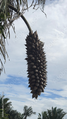 Brazilian babassu fruit with sky in the background - Attalea speciosa