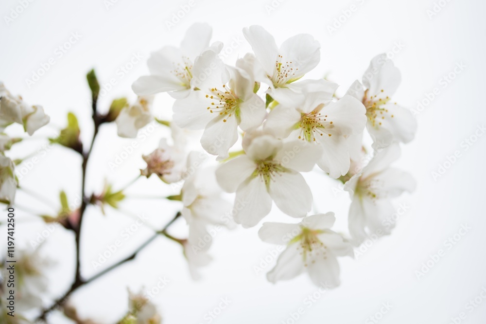 White cherry blossoms bloom against a soft sky in early spring White cherry blossoms bloom against a soft sky in early spring