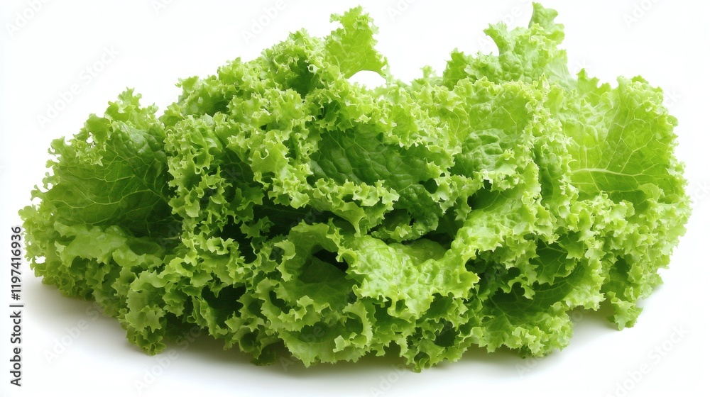 Isolated on white background a group of mixed lettuce varieties placed in a natural cluster Stock Photo with side copy space Isolated on white background a group of mixed lettuce varieties placed in a natural cluster Stock Photo with side copy space
