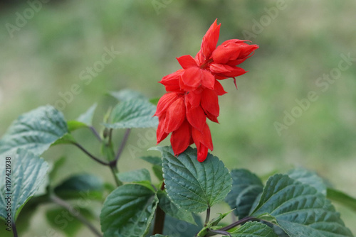 Salvia flower red Color and Fragrance to Your Garden