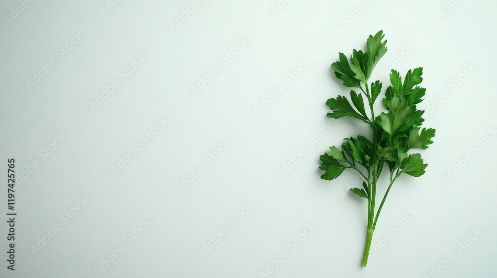 Isolated on white background a vibrant broccoli floret with a delicate stem placed flat Stock Photo with side copy space Isolated on white background a vibrant broccoli floret with a delicate stem placed flat Stock Photo with side copy space