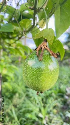 Green passion fruit, hanging on the plant - Passiflora edulis
