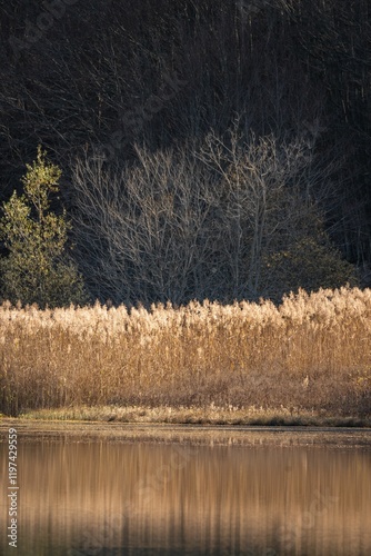 Serene autumn landscape with tall reeds by Calamone lake, Italy photo