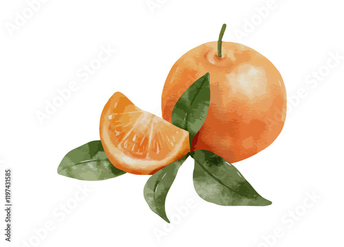 Watercolor illustration of whole orange with green leaves and a sliced segment isolated on white background. Vector illustration