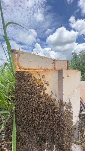 Beehive with many Africanized European bees in the Amazon, Brazil, honeycombs on top