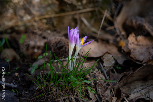 The delicate pink flowers of Steven's Meadow Saffron, First-rain Colchicum scientific name Colchicum stevenii Kunth which is one of the first flowers to bloom  in the Autumn in Israel.
