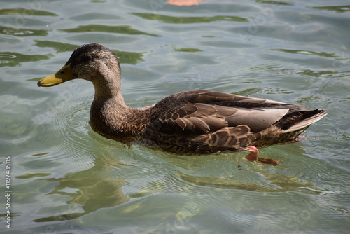 Ente