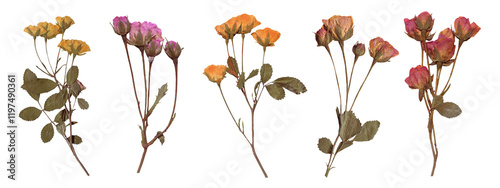 Set of Botanical Elegance - High-Resolution Scanned Roses with Isolated Backdrop. Scrapbooking elements, Pressed Dried Flowers collection