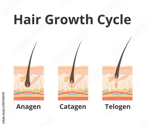 Hair growth cycle